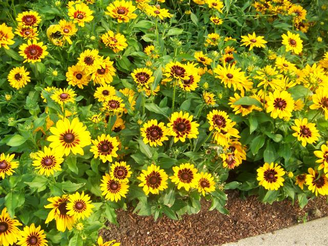 Picture of Rudbeckia hirta Denver Daisy Denver Daisy Blackeyed Susan