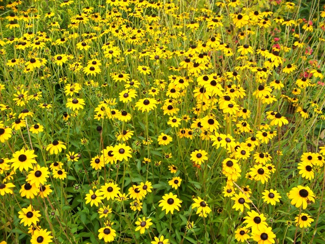 Rudbeckia fulgida RudbeckiaGoldsturmflowers.JPG