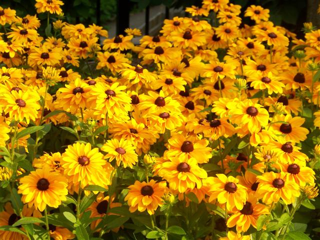 Picture of Rudbeckia hirta Tiger Eye Gold Tiger Eye Gold Blackeyed Susan