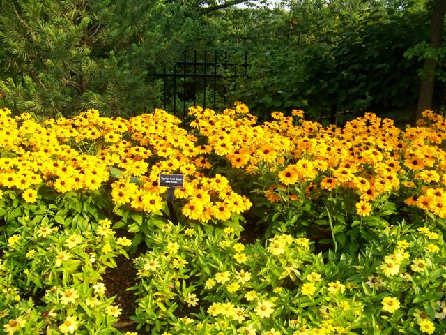 Picture of Rudbeckia hirta Tiger Eye Gold Tiger Eye Gold Blackeyed Susan