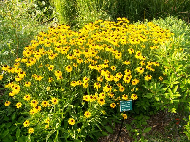 Picture of Rudbeckia fulgida var. speciosa 'Viette's Little Suzy' Viette's Little Suzy Black-eyed Susan