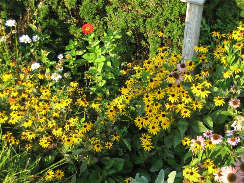 Rudbeckia hirta Rudbeckia_side.JPG