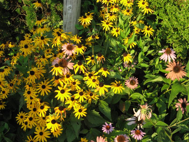 Rudbeckia hirta Rudbeckia_top.JPG