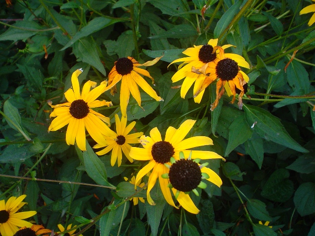 Picture of Rudbeckia fulgida 'Goldsturm' Goldsturm Brown Eyed Susan