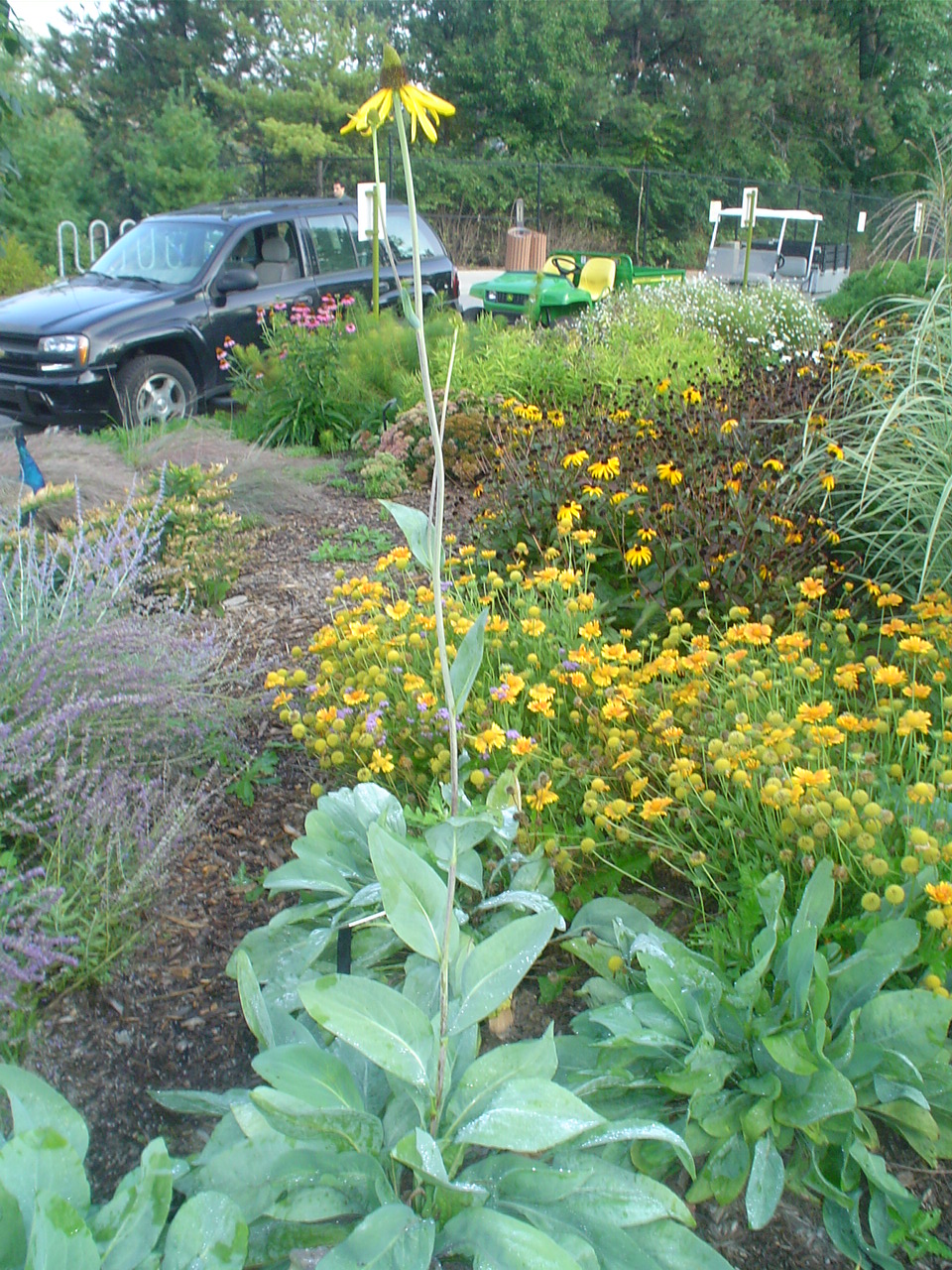 Picture of Rudbeckia maxima  Great Coneflower