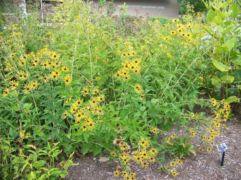 Picture of Rudbeckia submentosa 'Henry Eilers' Sweet Coneflower
