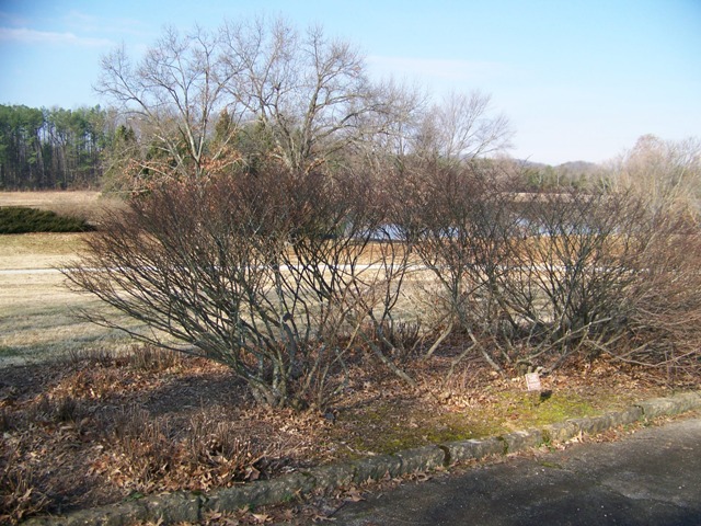 Euonymus alatus RudyHaagEuonymus.JPG