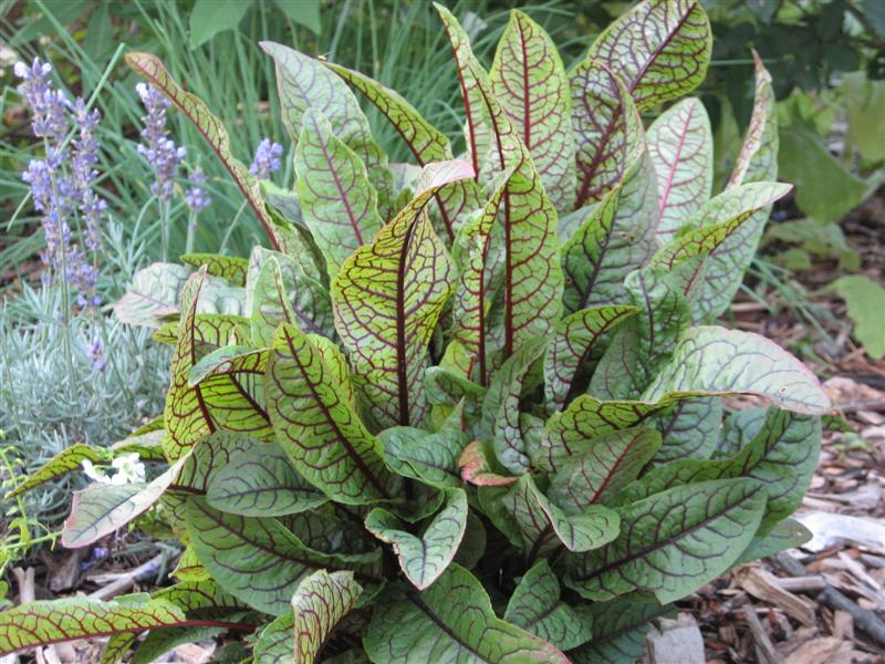 Rumex sanguineus Rumex_sanguineus_foliage.JPG