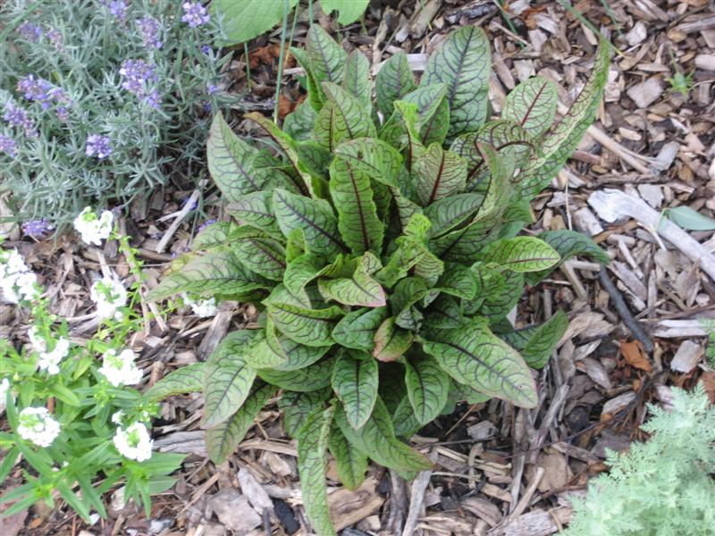 Rumex sanguineus Rumex_sanguineus_plant.JPG