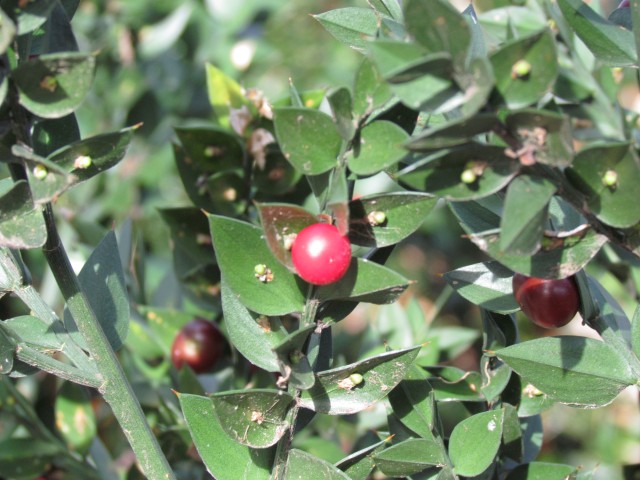 Ruscus aculeatus RuscusAculeatusFruit.JPG