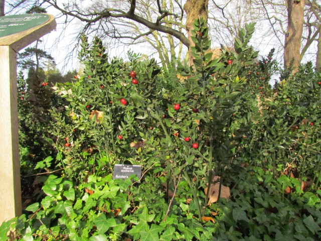 Ruscus aculeatus RuscusAculeatusPlant.JPG