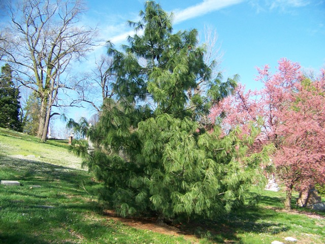 Pinus wallichiana SGHimalayanWhitePine.JPG