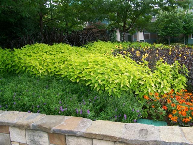 Picture of Salvia elegans Golden Delicious Golden Delicious Salvia