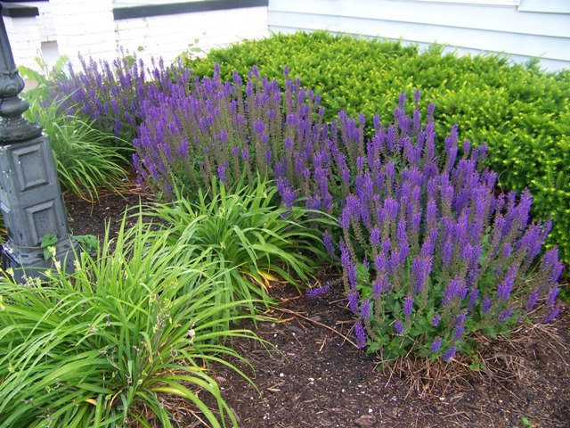 Picture of Salvia nemorosa 'May Night' May Night Salvia