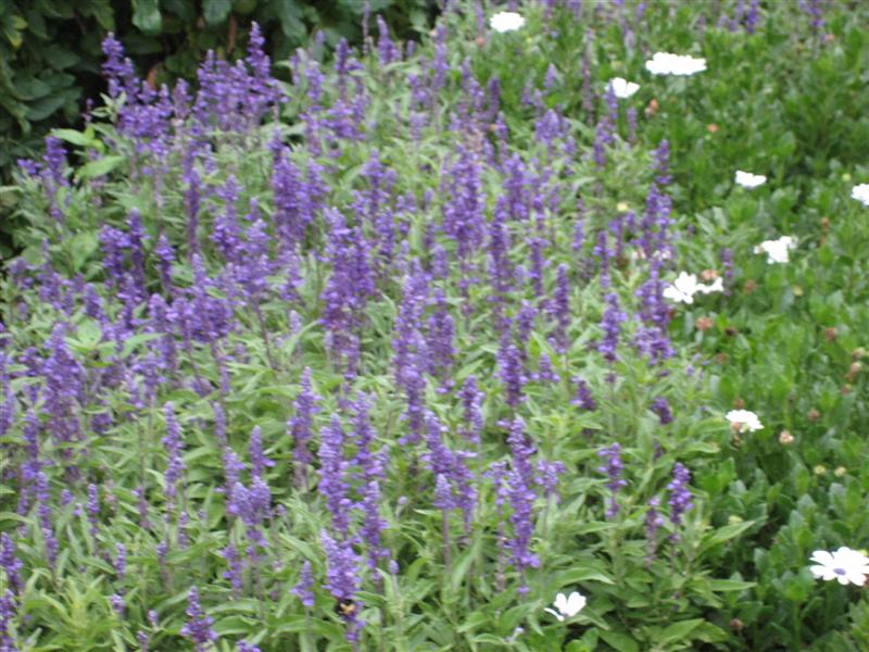 Salvia farinacea Salvia_farinacea_far.JPG