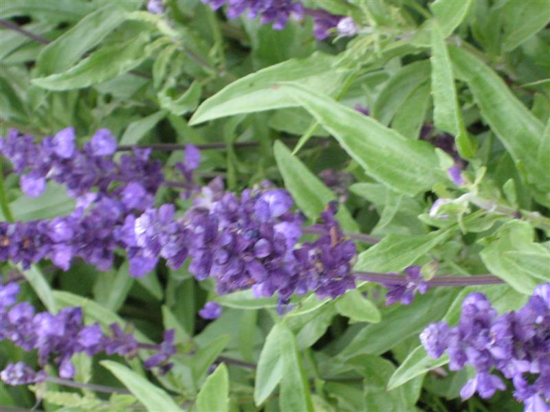 Salvia farinacea Salvia_farinacea_flower1.JPG