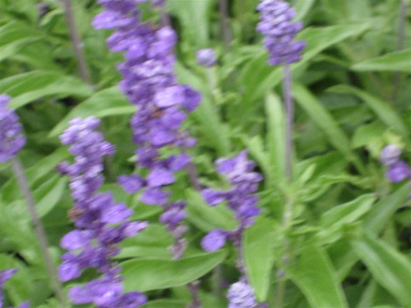 Salvia farinacea Salvia_farinacea_flower2.JPG