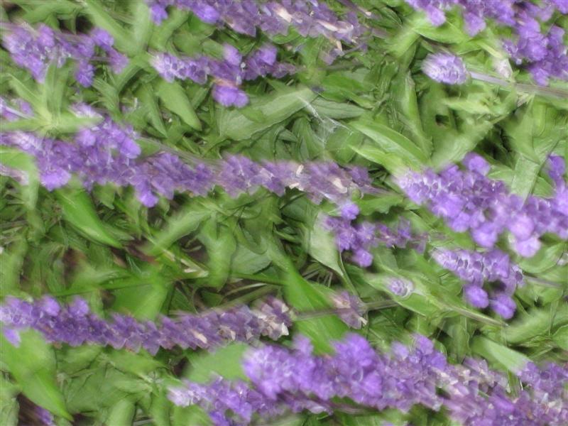 Salvia farinacea Salvia_farinacea_flower4.JPG