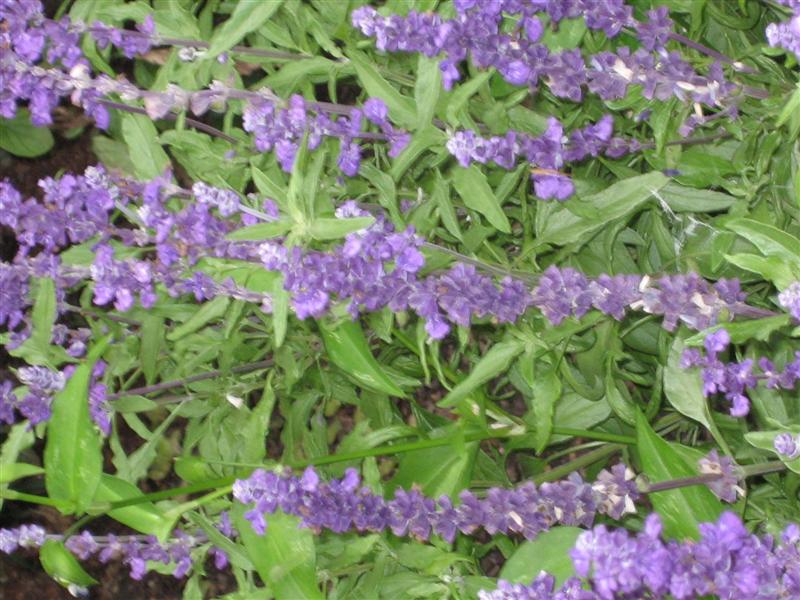 Salvia farinacea Salvia_farinacea_flower5.JPG