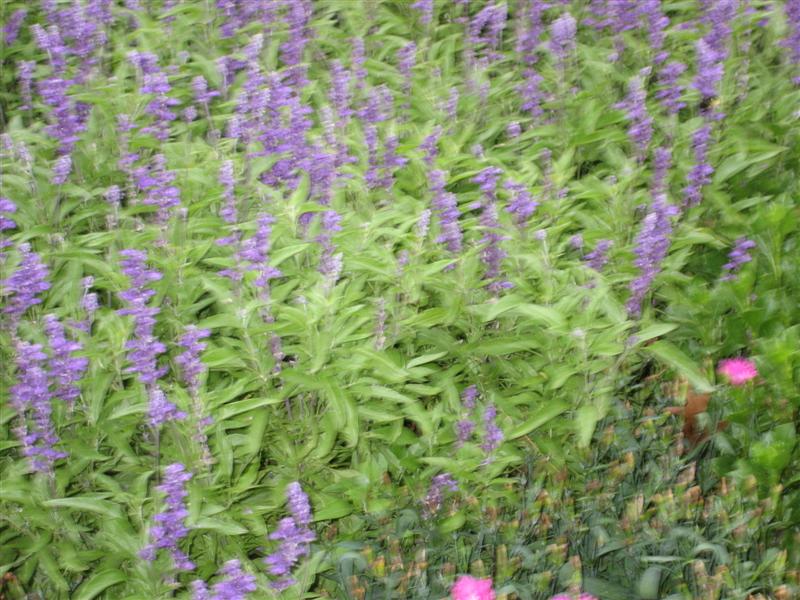 Salvia farinacea Salvia_farinacea_flower6.JPG