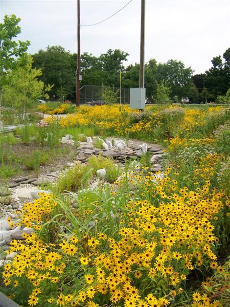 Salvia farinacea SalwayParkRainGardenYellowFlowers.jpg