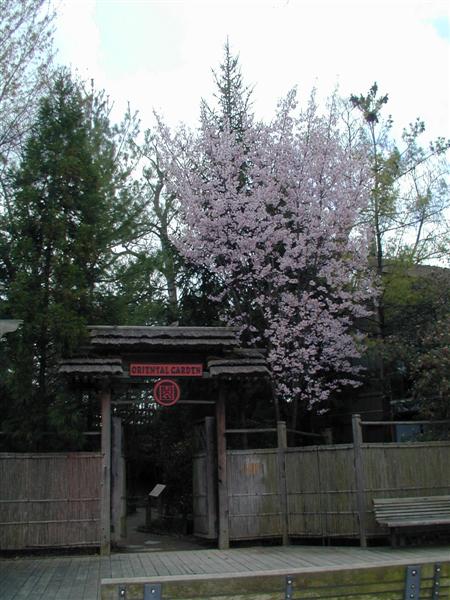 Picture of Prunus sargentii 'Columnaris' Columnar Sargent Cherry