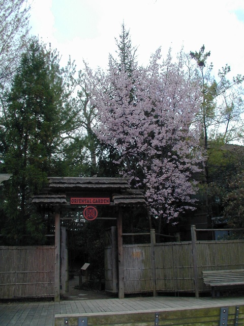 Picture of Prunus sargentii  Sargent Cherry