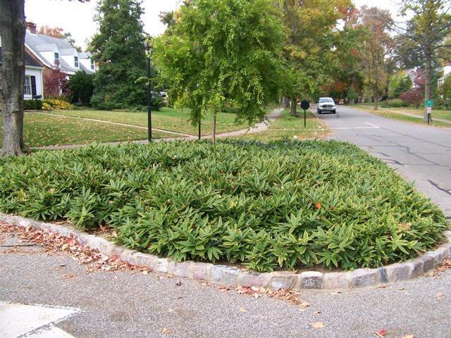 Picture of Sasa veitchii  Kuma Bamboo Grass