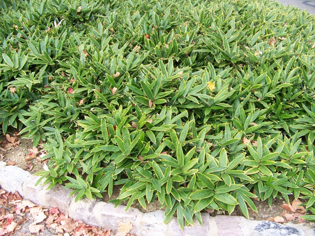 Picture of Sasa veitchii  Kuma Bamboo Grass