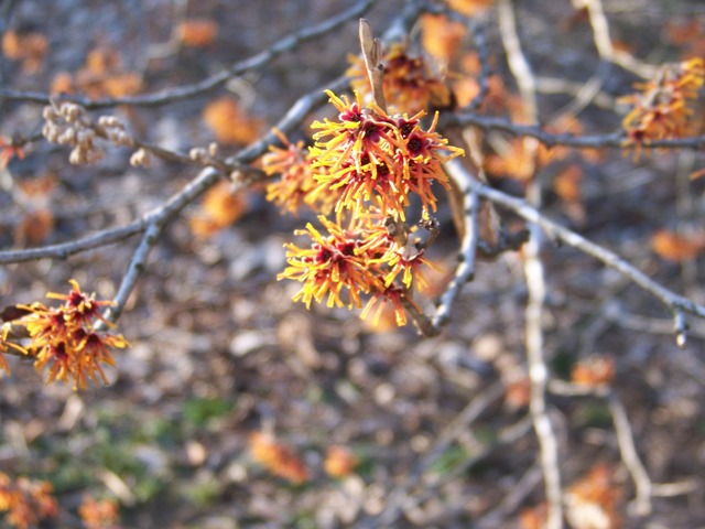 Hamamelis vernalis SashetWitchhazelFlowers.JPG