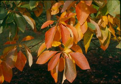 Picture of Sassafras albidum  Common Sassafras