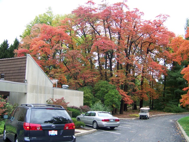 Sassafras albidum Sassafrasalbidumsg.JPG