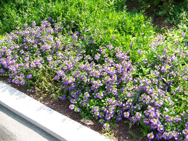 Picture of Scaevola  Blue Ribbon Blue Ribbon Fan Flower