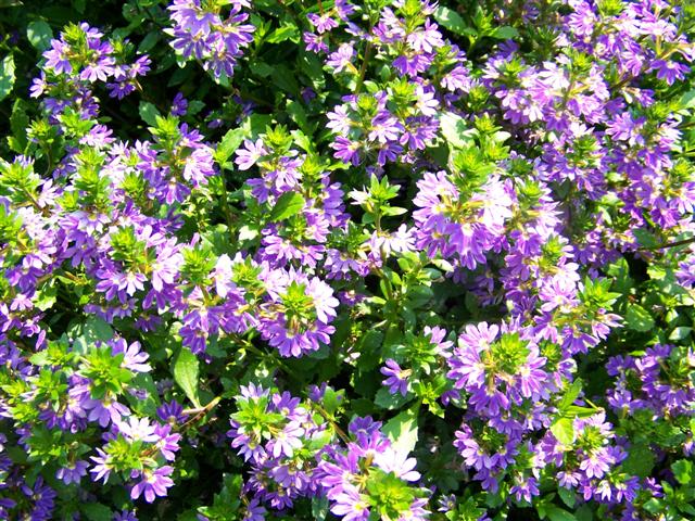 Picture of Scaevola  Blue Ribbon Blue Ribbon Fan Flower