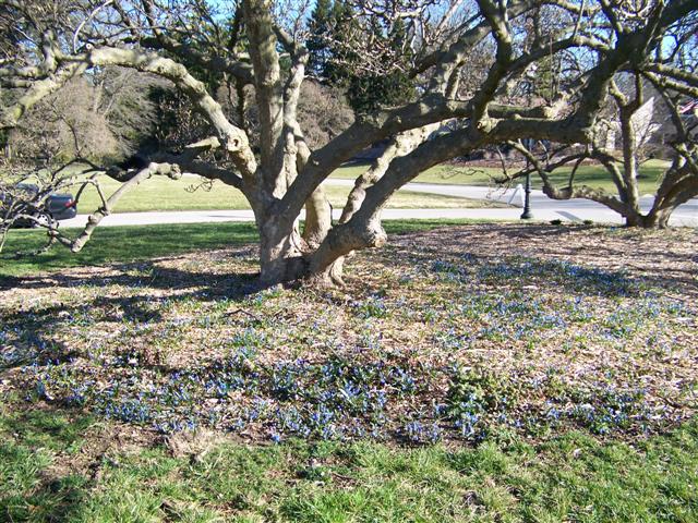 Picture of Scilla siberica  Siberian Squill