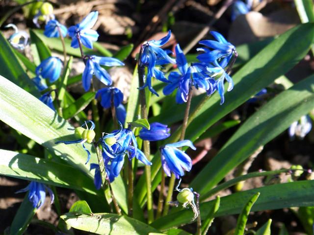 Picture of Scilla siberica  Siberian Squill