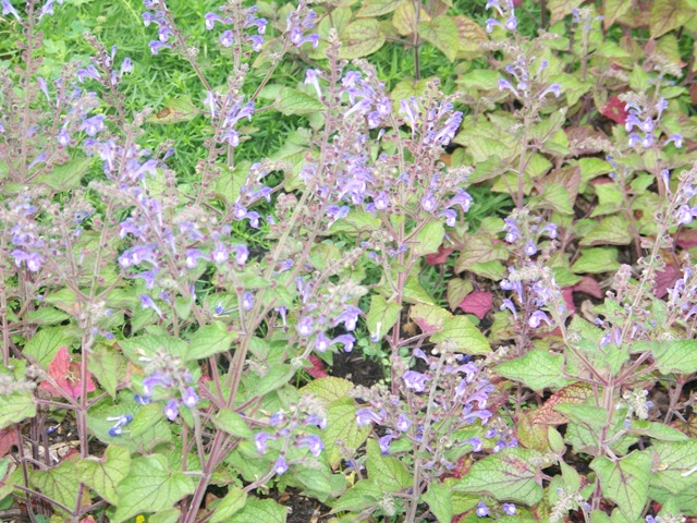 Scutellaria ovata Scutellariaovataflower.JPG