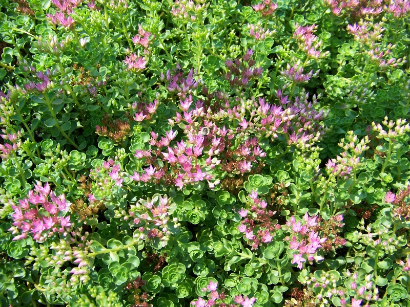 Picture of Sedum spurium 'John Creech' John Creech Stonecrop