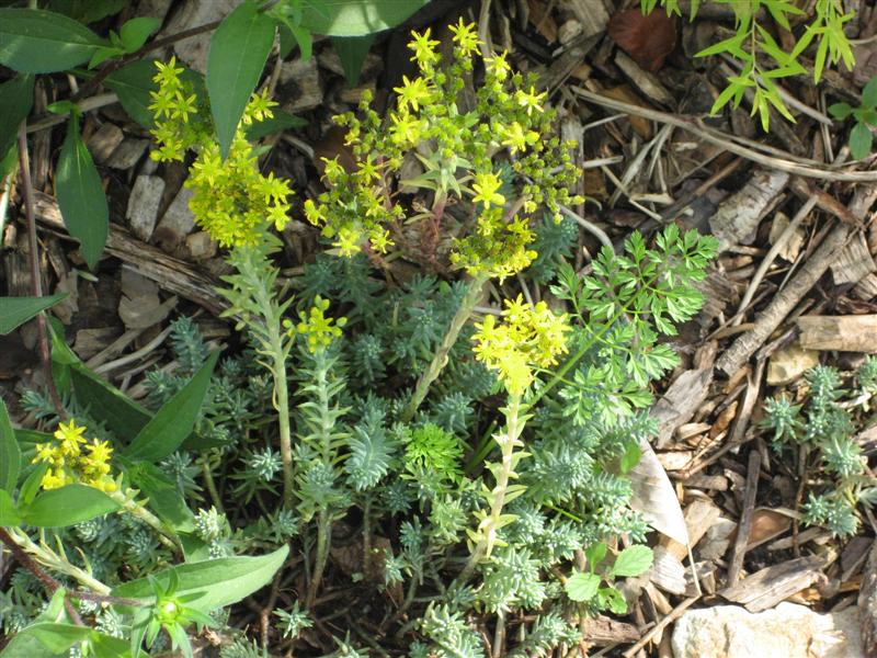 Sedum rupestre Sedum_rupestre_flower.JPG