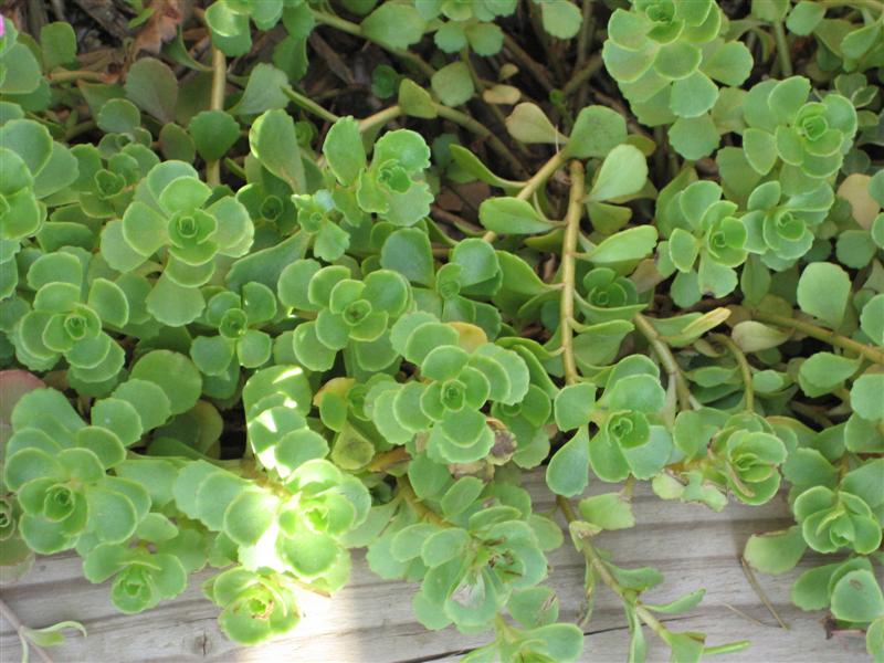 Sedum spurium Sedum_spirium_border.JPG