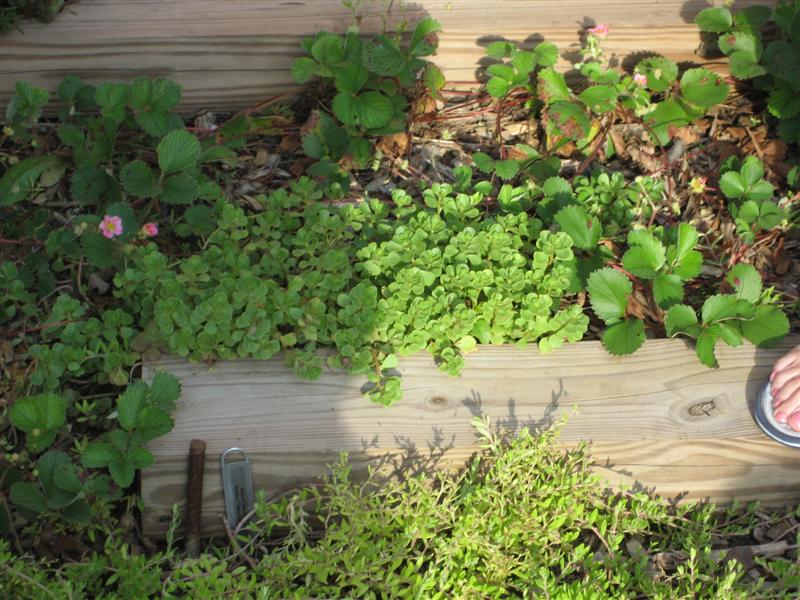 Sedum spurium Sedum_spirium_border_far.JPG