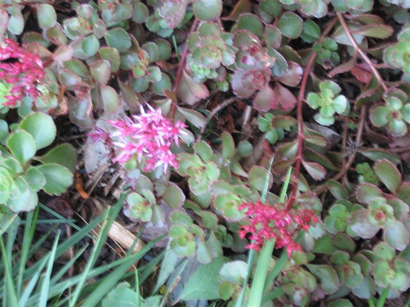 Sedum spurium Sedum_spirium_flower.JPG