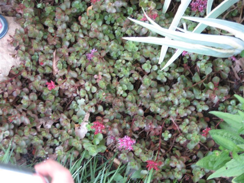 Sedum spurium Sedum_spirium_plant.JPG