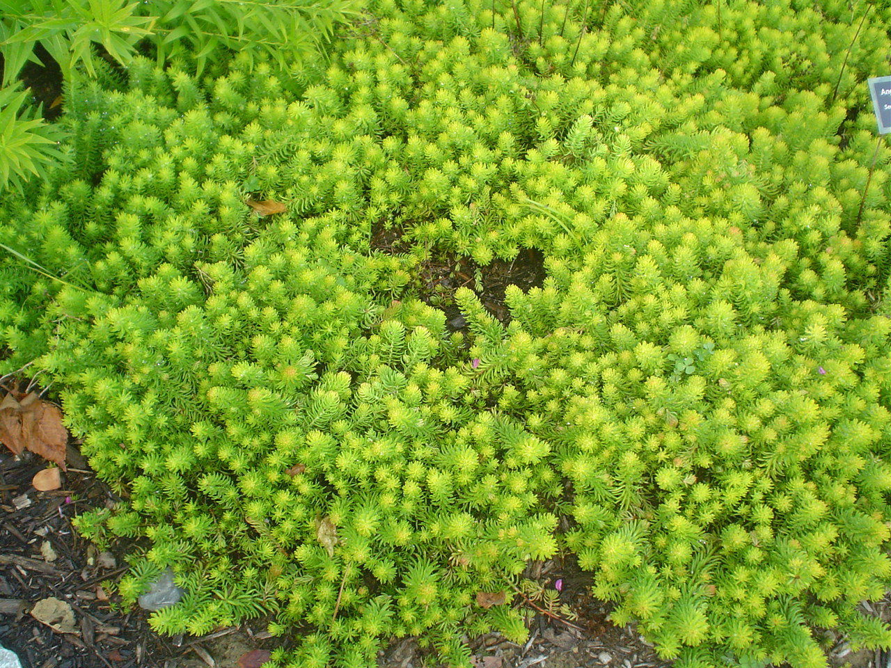 Picture of Sedum rupestre 'Angelina' Angelina Stonecrop