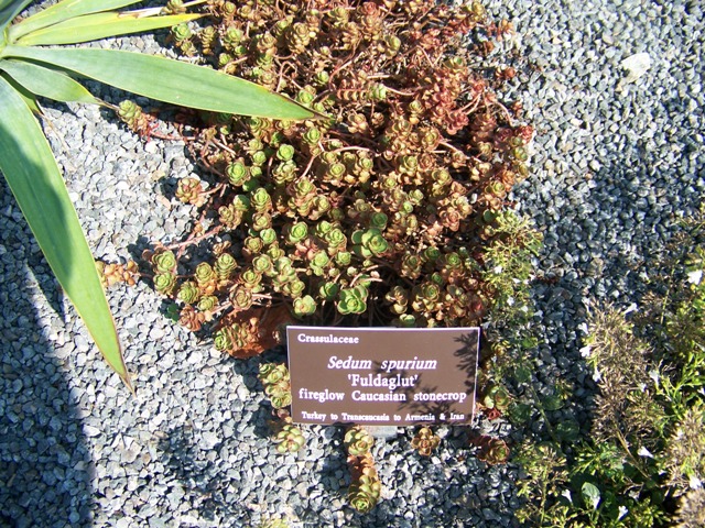 Picture of Sedum spurium 'Fuldaglut' Fuldaglut Two-Row Stonecrop