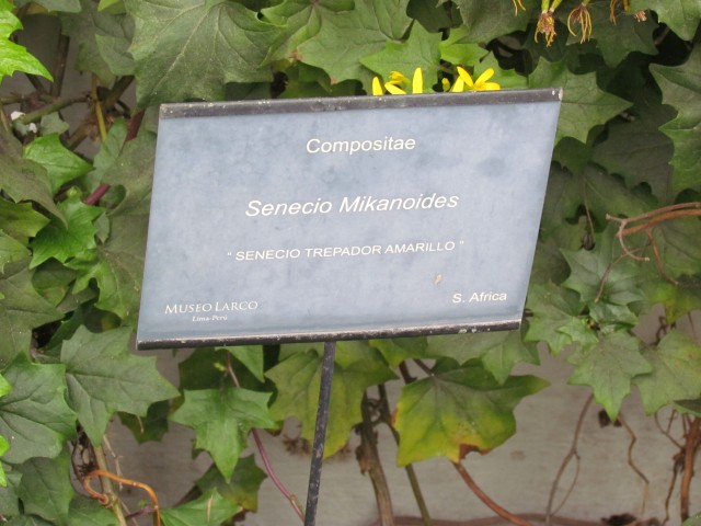 Delairea odorata SenecioMikanoidesSignPeru.JPG