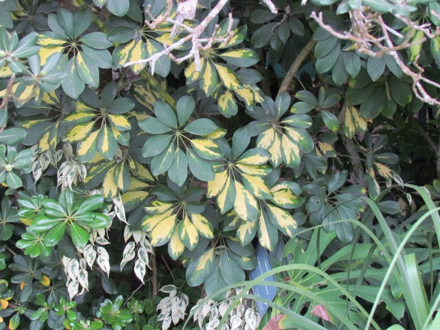 Schefflera arboricola SheffleraVaariegataNana.JPG