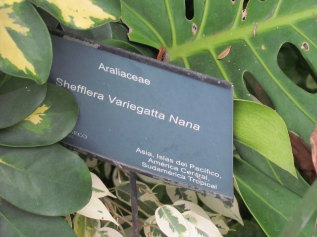Schefflera arboricola SheffleraVariegattaNanaSign.JPG