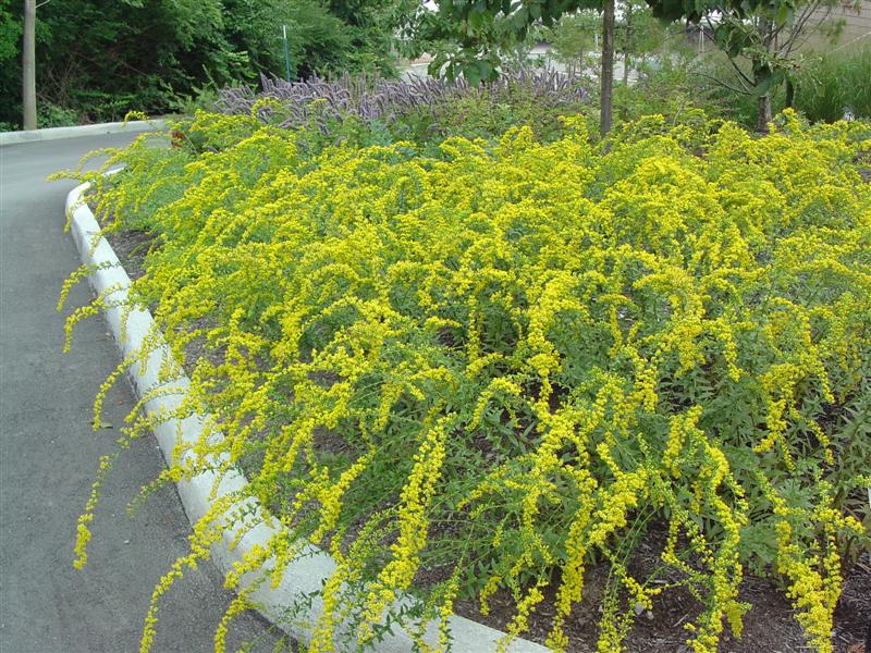 Picture of Solidago shortii Solar Cascade Solar Cascade Goldenrod