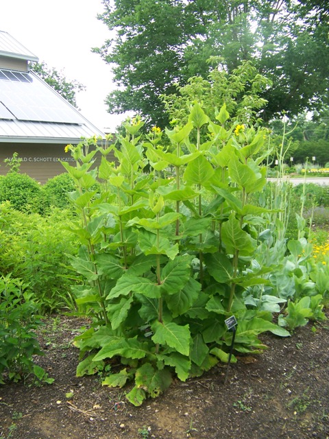 Silphium connatum Silphiumconnatum.JPG